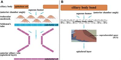 New targets of nascent lymphatic vessels in ocular diseases